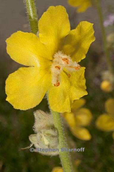 verbascum undulatum 1 graphic